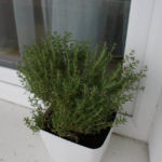 2012-08-12 tymianek przesadzony 2012-08-12 tymianek przesadzony