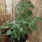 2012-09-05 chili pimenta 2012-09-05 chili pimenta