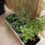 2012-09-05 lubczyk, szałwia i szczypiorek 2012-09-05 lubczyk, szałwia i szczypiorek