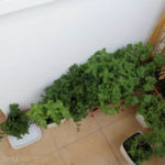 2012-09-05 mięty, melisa i bazylia 2012-09-05 mięty, melisa i bazylia