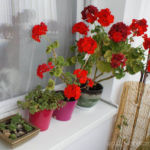 2012-09-05 pelargonie i skalniaki 2012-09-05 pelargonie i skalniaki