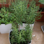 2012-09-05 poprzycinany rozmaryn 2012-09-05 poprzycinany rozmaryn