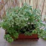 2012-10-24 mięty i melisa 2012-10-24 mięty i melisa