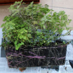 2012-10-24 mięty i melisa - bryła korzeniowa 2012-10-24 mięty i melisa - bryła korzeniowa