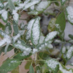 2012-10-28 szałwia pod pierwszym śniegiem 2012-10-28 szałwia pod pierwszym śniegiem