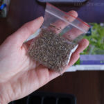 2013-02-04 trawy cytrynowej 2013-02-04 trawy cytrynowej