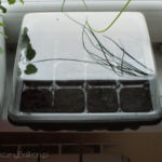 2013-02-04 posiana bazylia, trawa cytrynowa i stewia 2013-02-04 posiana bazylia, trawa cytrynowa i stewia