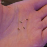 2013-02-15 kiełki stewii 2013-02-15 kiełki stewii