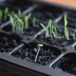 2013-02-20 bazylia na tle trawy cytrynowej 2013-02-20 bazylia na tle trawy cytrynowej