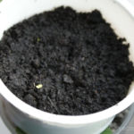 2013-02-20 stewia wychodzi z ziemi 2013-02-20 stewia wychodzi z ziemi