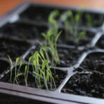 2013-02-20 trawa cytrynowa 2013-02-20 trawa cytrynowa