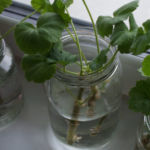 2013-03-01 sadzonki pelargonii się ukorzeniają 2013-03-01 sadzonki pelargonii się ukorzeniają