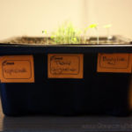 2013-03-02 majeranek, trawa cytrynowa i bazylia 2013-03-02 majeranek, trawa cytrynowa i bazylia