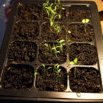 2013-03-02 majeranek, trawa cytrynowa i bazylia 2013-03-02 majeranek, trawa cytrynowa i bazylia