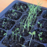 2013-03-10 majeranek, trawa cytrynowa i bazylia 2013-03-10 majeranek, trawa cytrynowa i bazylia