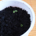 2013-03-10 stewia 2013-03-10 stewia