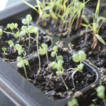 2013-03-20 majeranek 2013-03-20 majeranek