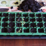 2013-03-20 ponowny wysiew ziół 2013-03-20 ponowny wysiew ziół