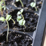 2013-03-20 bazylia 2013-03-20 bazylia