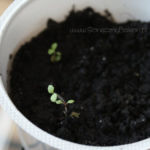 2013-03-20 stewia 2013-03-20 stewia