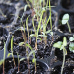 2013-03-20 trawa cytrynowa 2013-03-20 trawa cytrynowa