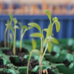 2013-03-23 kolendra - pierwsze liście 2013-03-23 kolendra - pierwsze liście