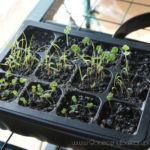 2013-03-20 majeranek, trawa cytrynowa i bazylia 2013-03-20 majeranek, trawa cytrynowa i bazylia