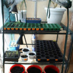 2013-03-23 mini szklarnia 2013-03-23 mini szklarnia