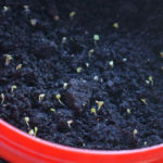 2013-03-23 rukola (zasiana 20 marca) 2013-03-23 rukola (zasiana 20 marca)