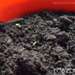 2013-03-26 roszponka kiełkuje 2013-03-26 roszponka kiełkuje