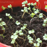 2013-03-26 rukola 2013-03-26 rukola