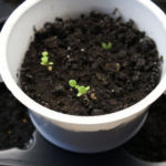 2013-03-26 stewia 2013-03-26 stewia