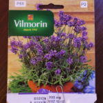 2013-03-27 lawenda nasiona 2013-03-27 lawenda nasiona