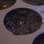 2013-03-27 pomidorki kiełkują 2013-03-27 pomidorki kiełkują