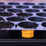 2013-03-27 lawenda zasiana 2013-03-27 lawenda zasiana