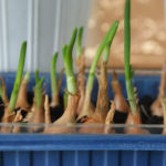 2013-03-28 dymki 2013-03-28 dymki