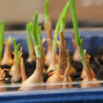 2013-03-28 dymki 2013-03-28 dymki