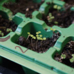 2013-03-28 oregano 2013-03-28 oregano