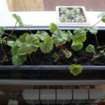 2013-03-28 pelargonie 2013-03-28 pelargonie