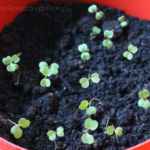 2013-03-28 rukola 2013-03-28 rukola