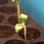 2013-04-02 cukinia 2013-04-02 cukinia