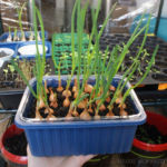 2013-04-02 dymki 2013-04-02 dymki