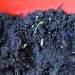 2013-04-02 pietruszka 2013-04-02 pietruszka