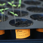 2013-04-02 pomidorki Bawole Serce 2013-04-02 pomidorki Bawole Serce