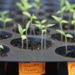 2013-04-02 pomidorki owalne 2013-04-02 pomidorki owalne