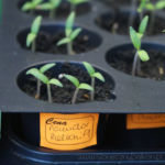 2013-04-02 pomidorki Balkoni Red 2013-04-02 pomidorki Balkoni Red