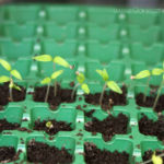 2013-04-02 pomidorki maskotka 2013-04-02 pomidorki maskotka