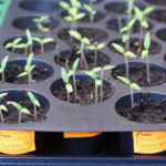 2013-04-02 pomidorki 2013-04-02 pomidorki