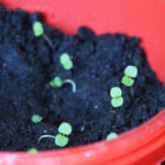 2013-04-02 roszponka 2013-04-02 roszponka