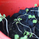 2013-04-02 rukola 2013-04-02 rukola